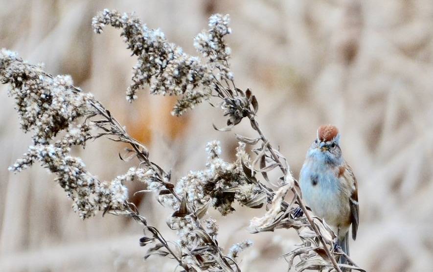 American Tree Sparrow by TheGreenHeron is licensed under CC BY-NC 2.0